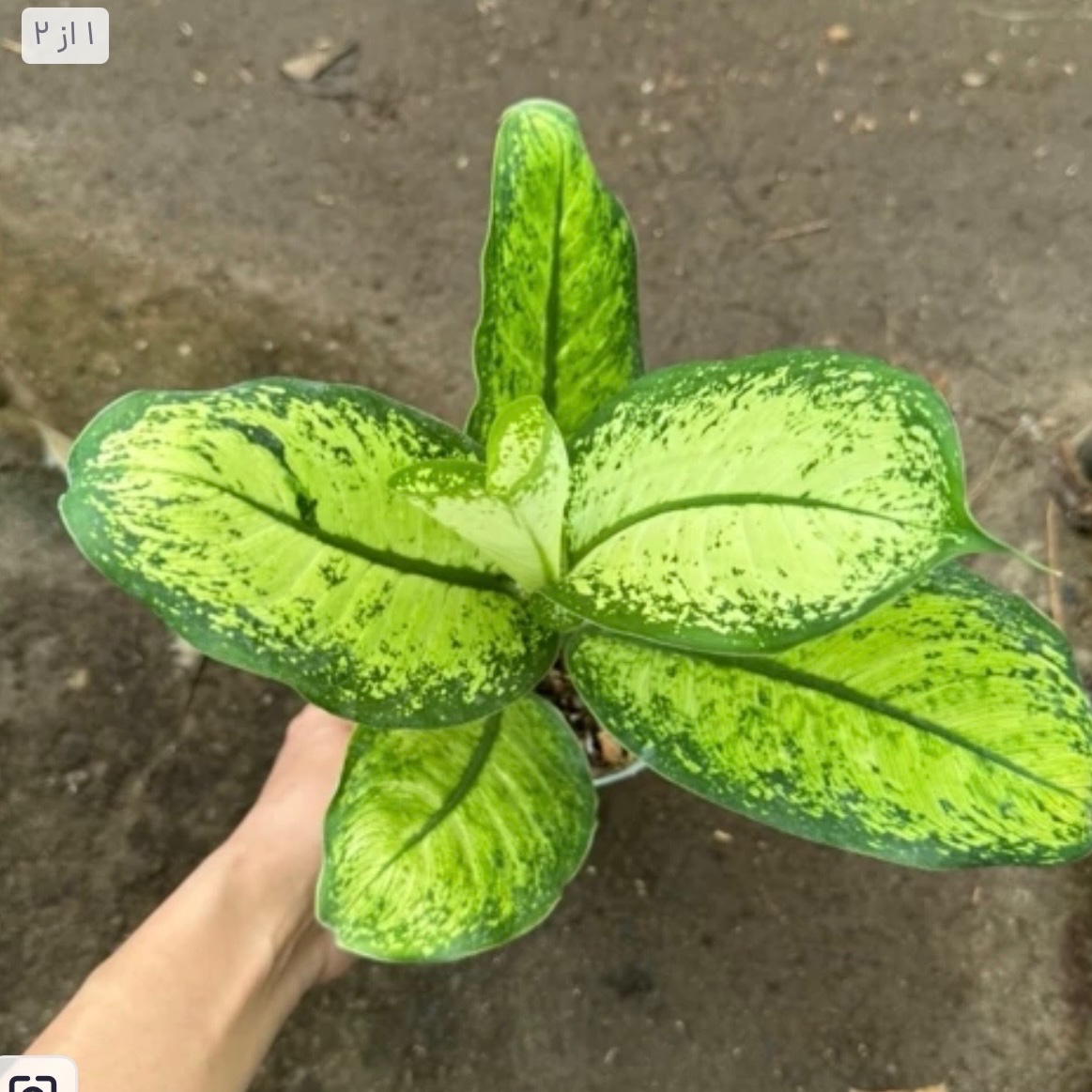 دیفن طلایی خاص و جذاب گلدان 14