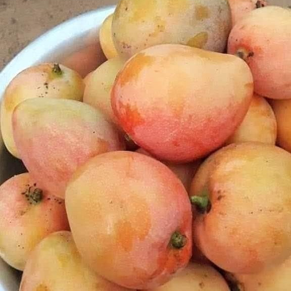 نهال انبه سندری پیوندی