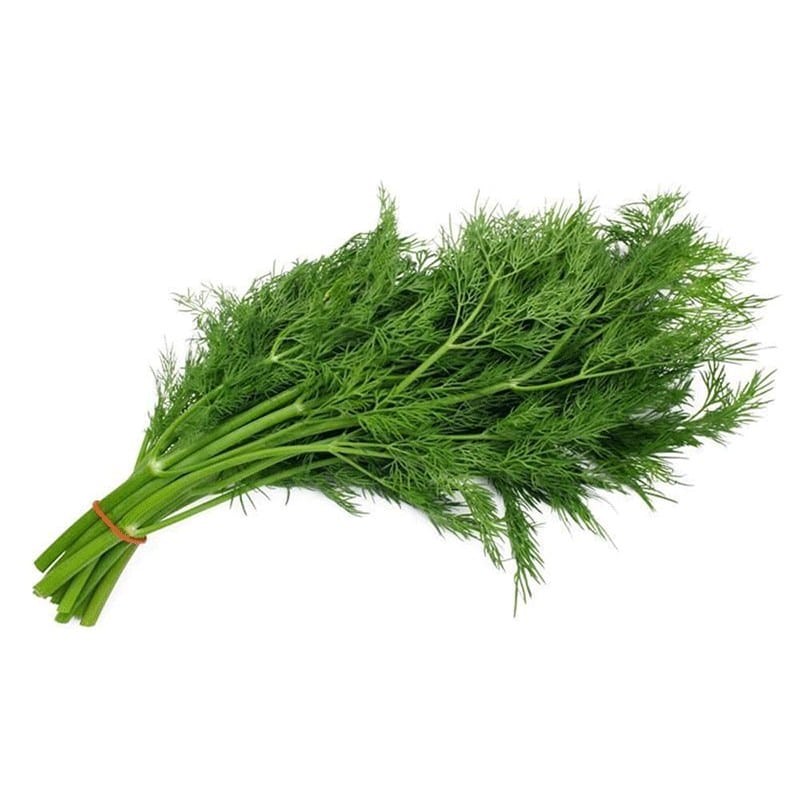 بذر شوید اصفهان