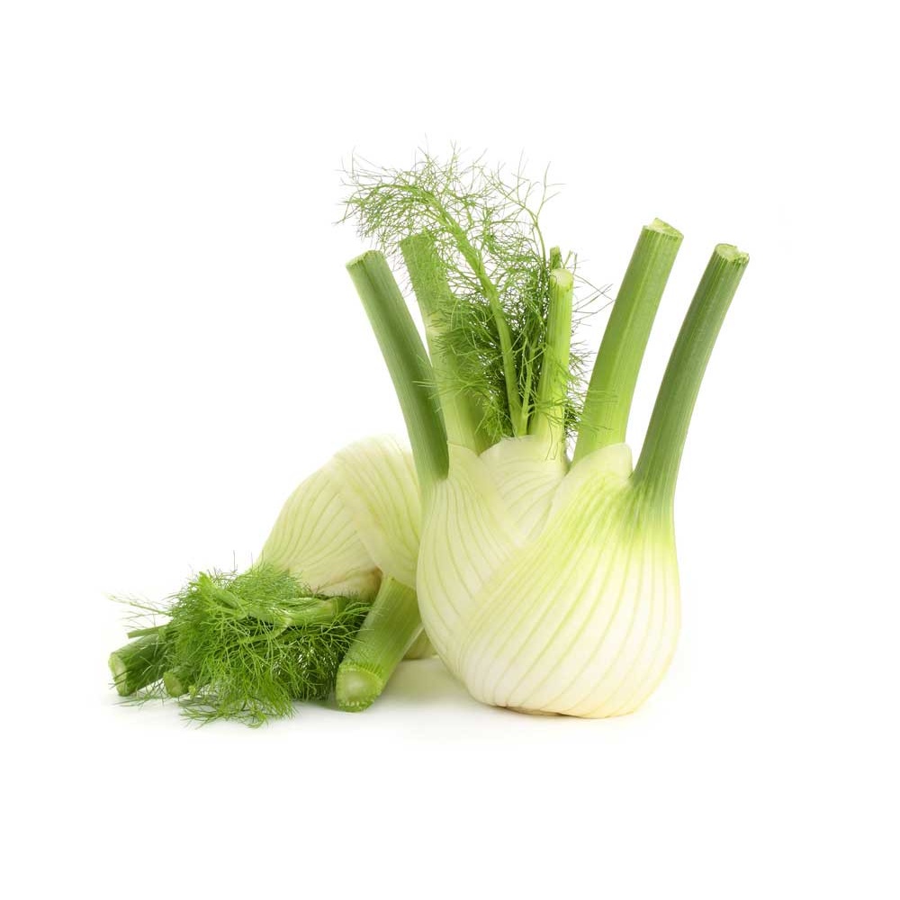 بذر رازیانه فنل