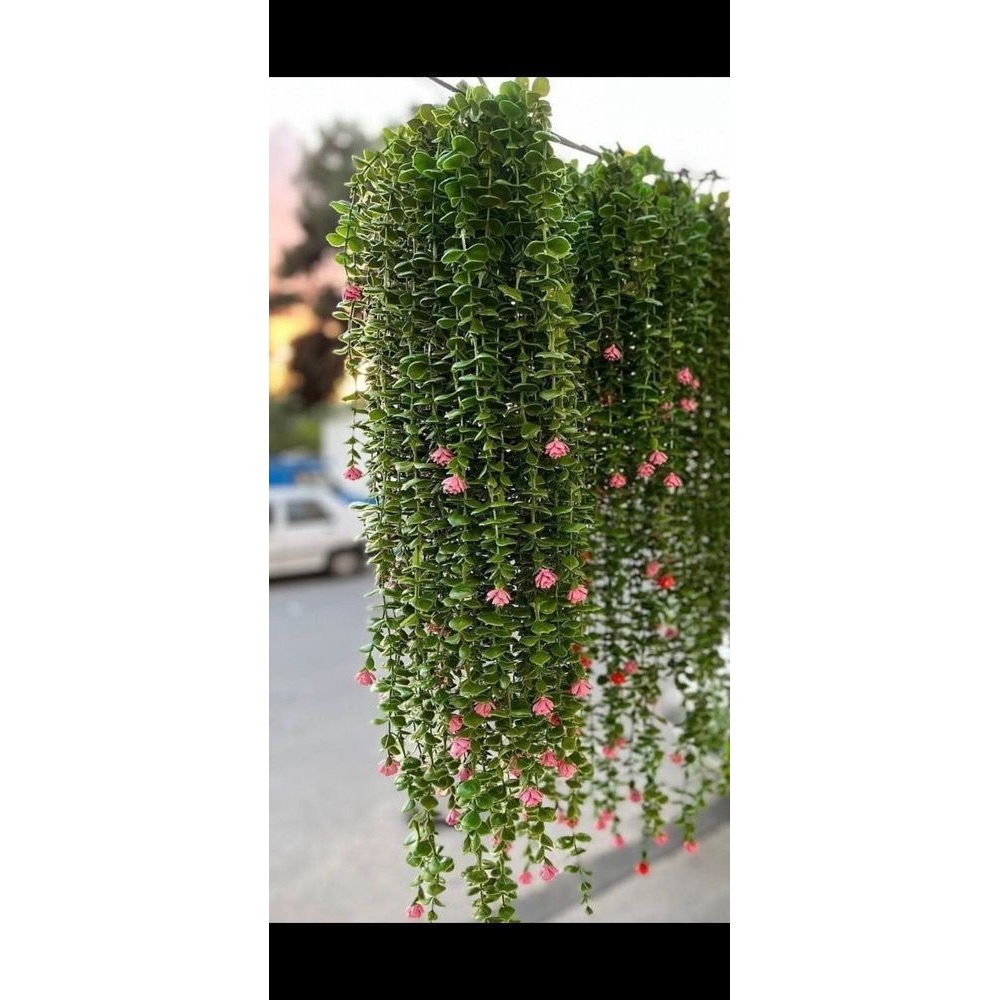 شمشاداویزگلدارباگل نارنجی