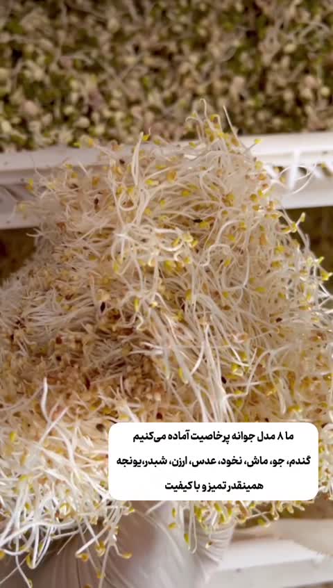 سرلاک جوانه ها (سویق)،رشدبهتر 