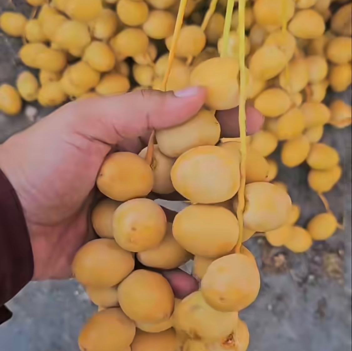 خارک برحی