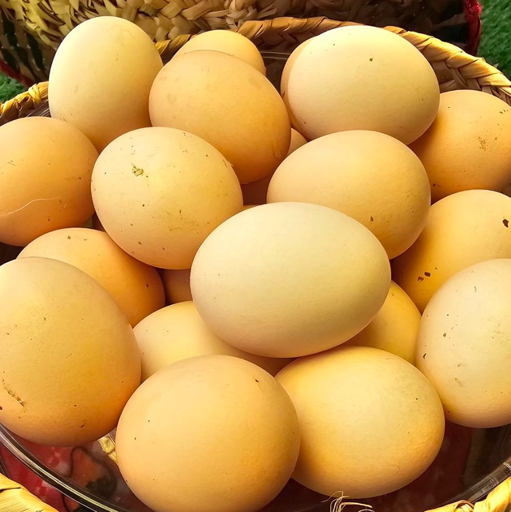 تخم مرغ رنگی دوزرده درجه یک و تازه
