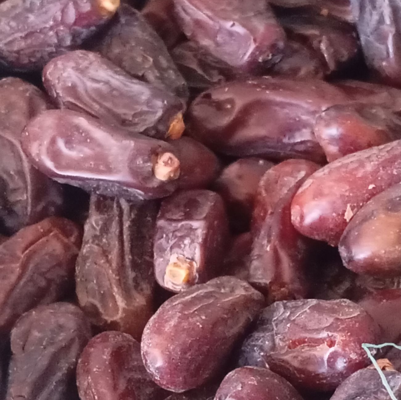 خرمای ربی