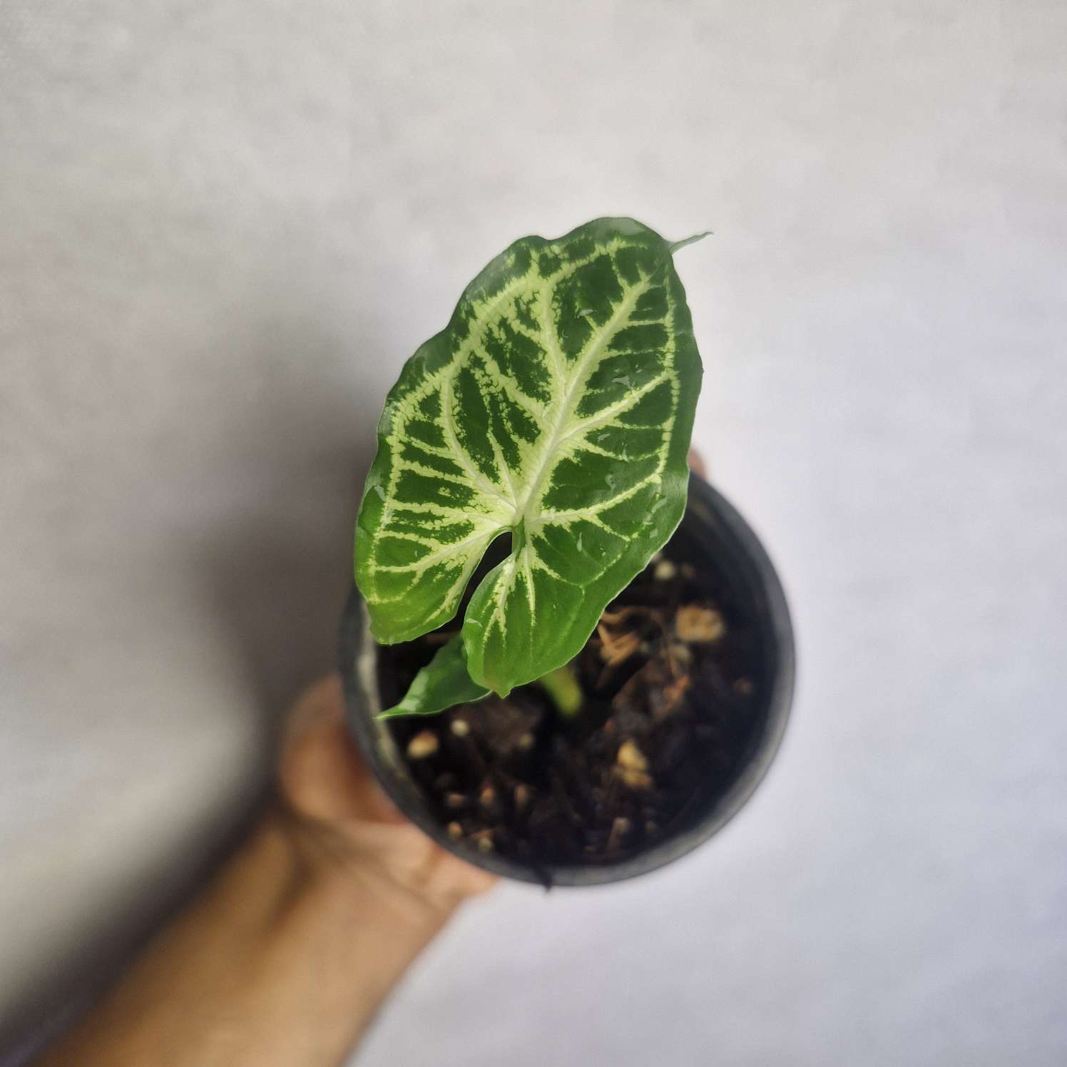 سینگونیوم باتیک کد 02