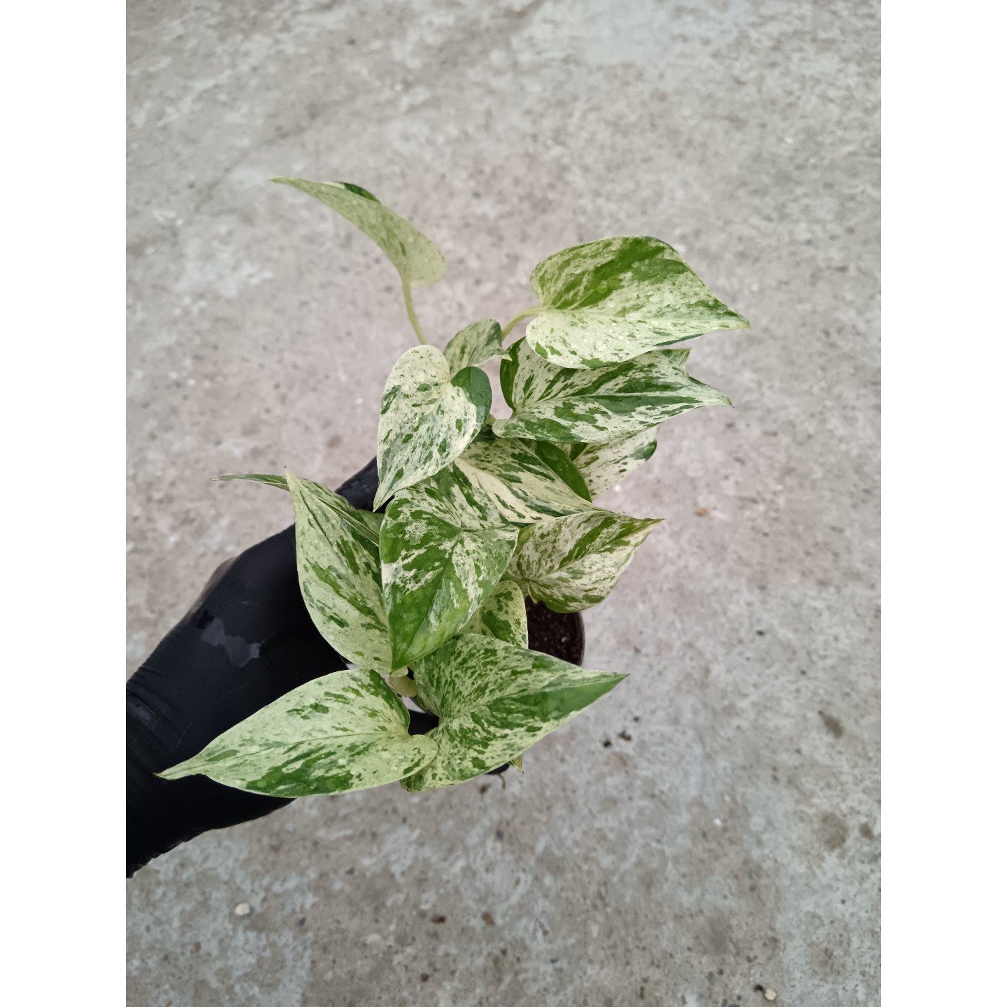 گل پتوس مرمری گلدان 8 سانتی متری 2