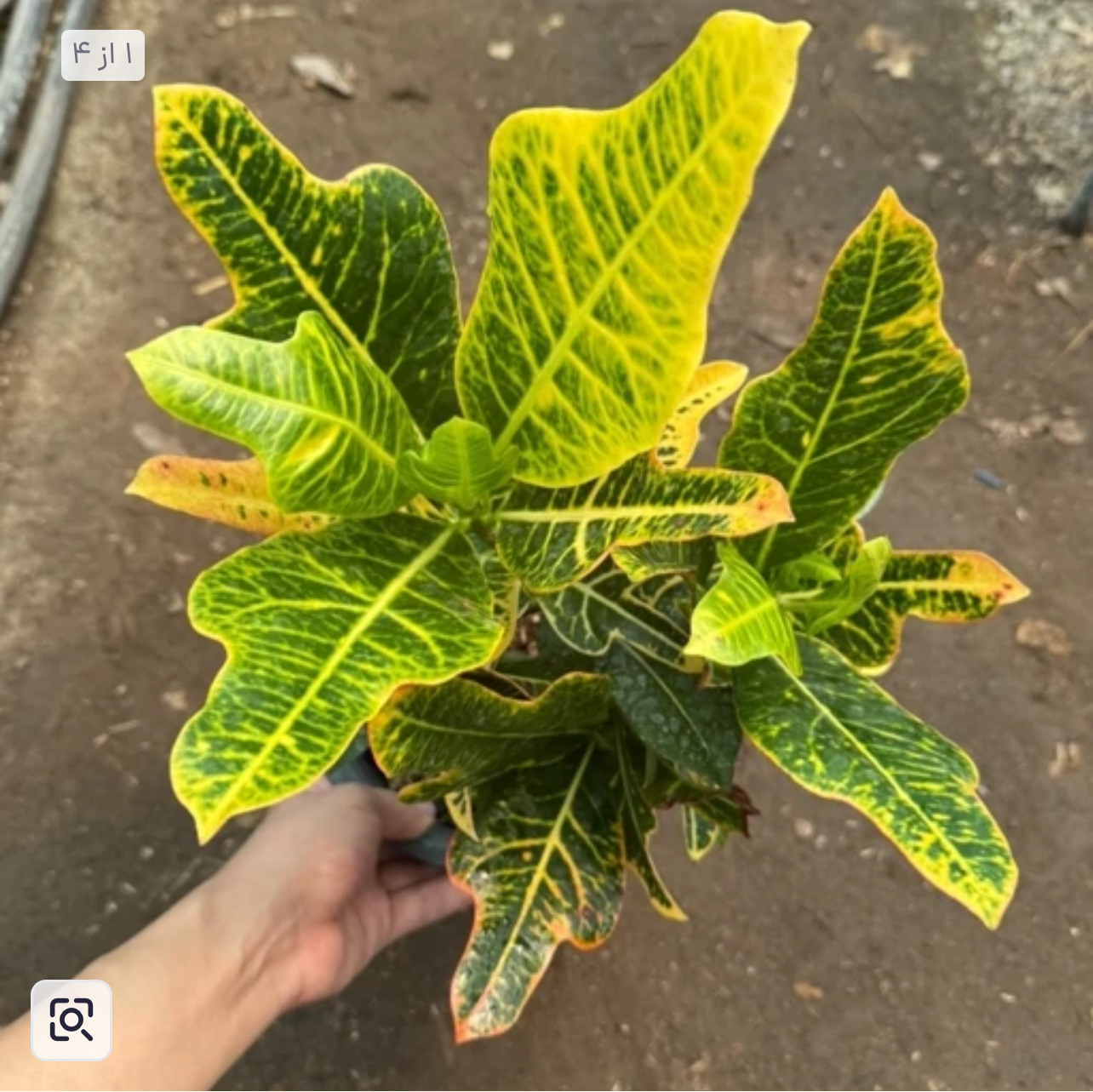 کروتون برگ بلوطی سطل 4 خوش رنگ و جذاب