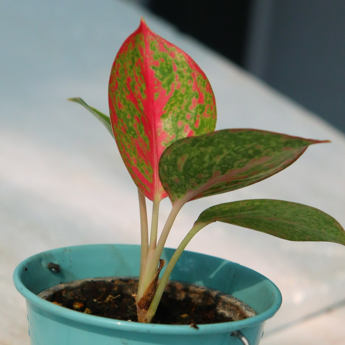 آگلونما رد استارداست(Aglaonema red stardust) 
