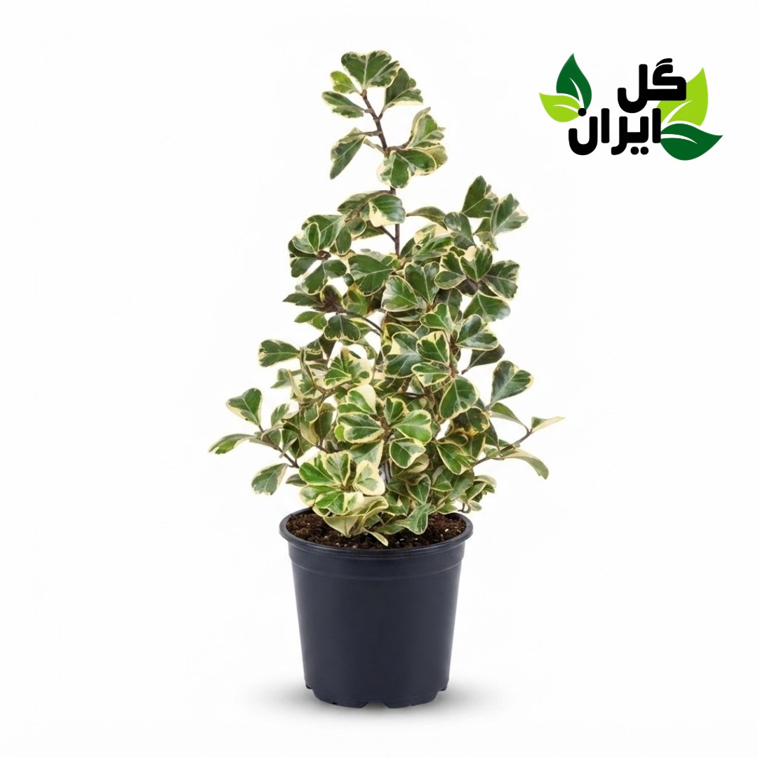 فیکوس دلتا