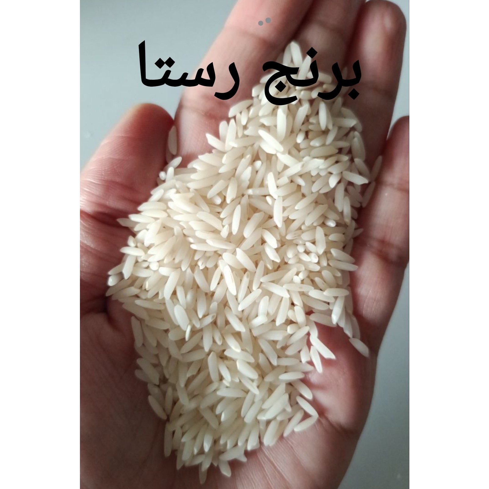 برنج کشت اول طارم هاشمی رستا امساله محصول 1405