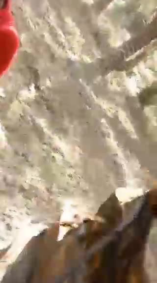 داس(عکفا مخصوص هرس کردن نخل) (پس کرایه)
