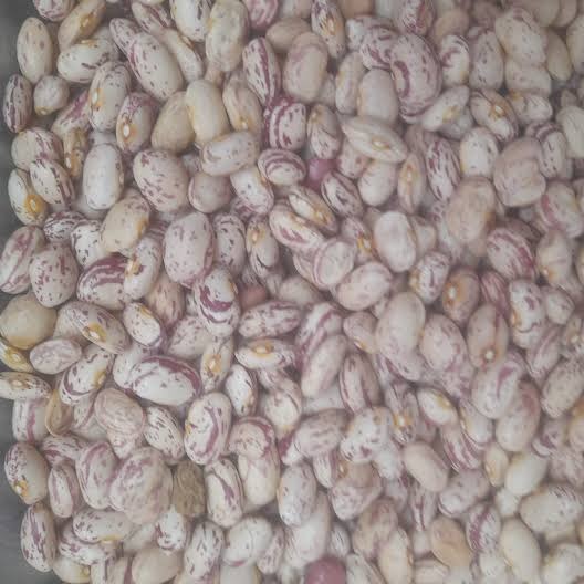 لوبیا چیتی 
