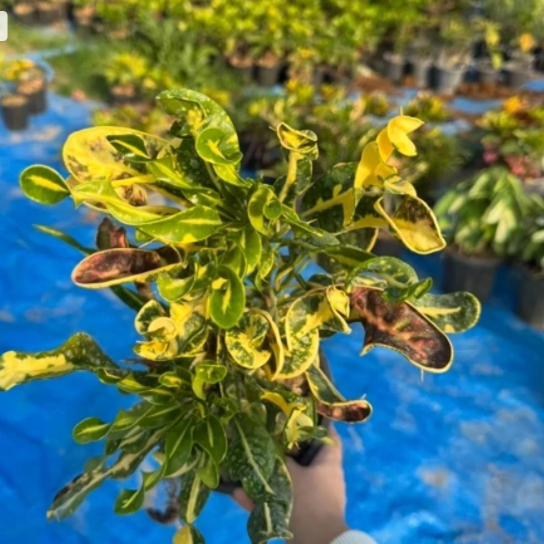 کروتون برگ مته ای سطل 4 باکیفیت