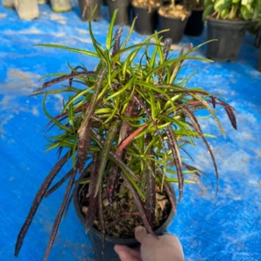 کروتون رشته ای کاشته شده در سطل 4