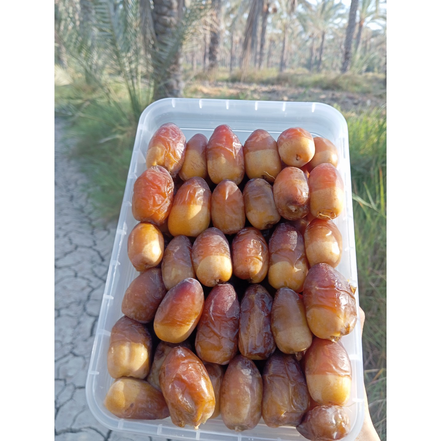 رطب عسلی کبکاب با قیمت استثنایی در ظروف 1/5کیلویی،تازه چین ارسال از طریق چاپار ماشین یخچالی