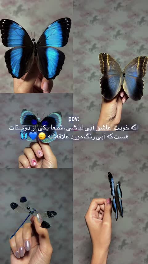 تابلو پروانه جغدی