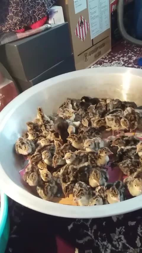 دستگاه جوجه کشی 210تایی ققنوس