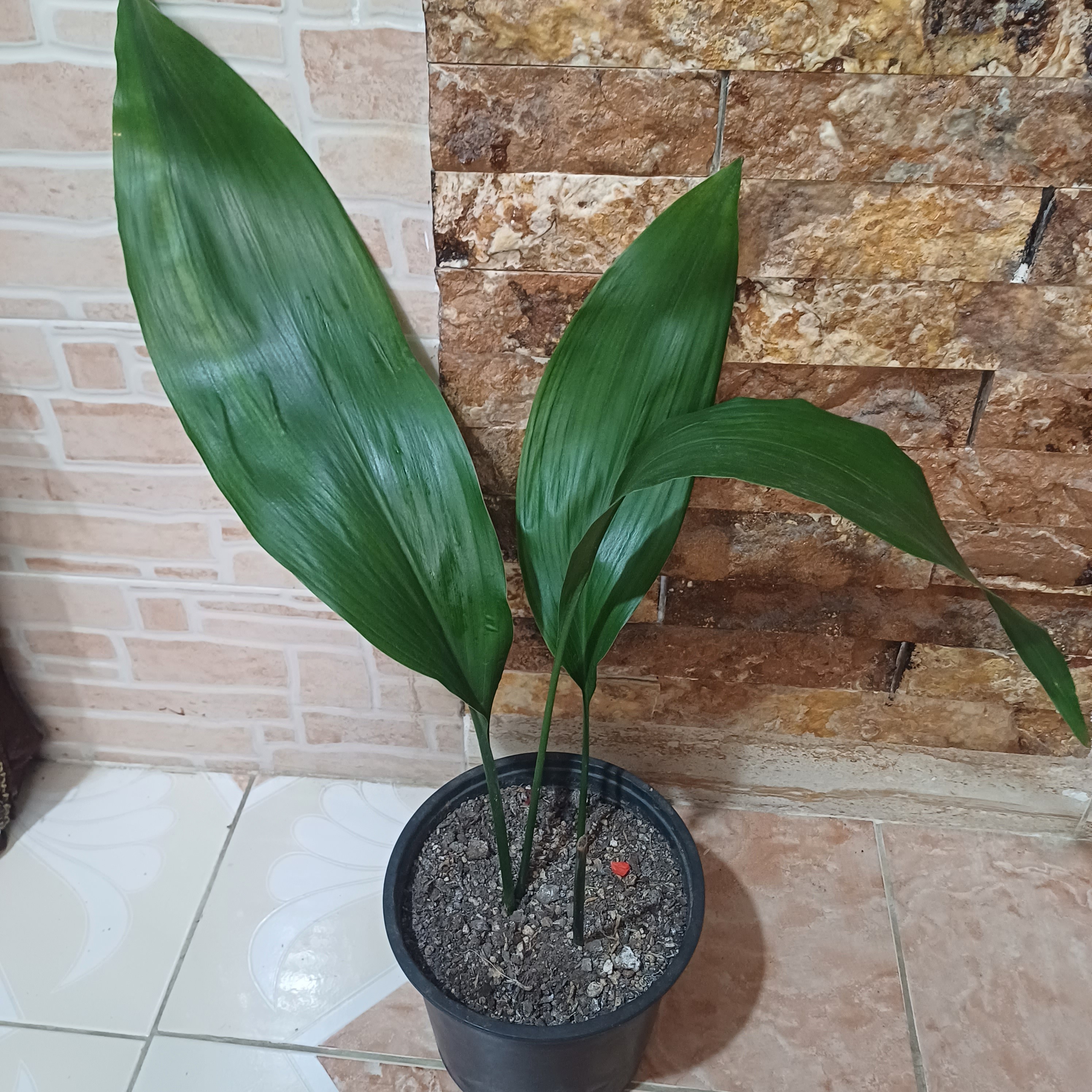 برگ عبایی سبز ( پسکرایه )