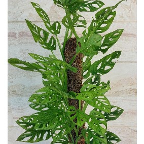 مانسترا آدانسونی (سایز کوچک )