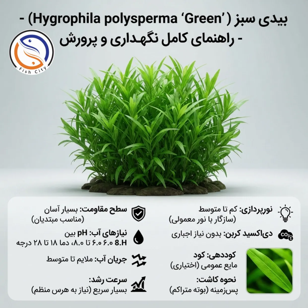 گیاه بیدی سبز