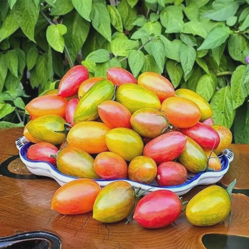 بذر گوجه زیتونی ببری میکس