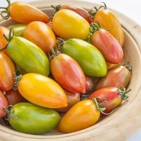 بذر گوجه زیتونی ببری میکس