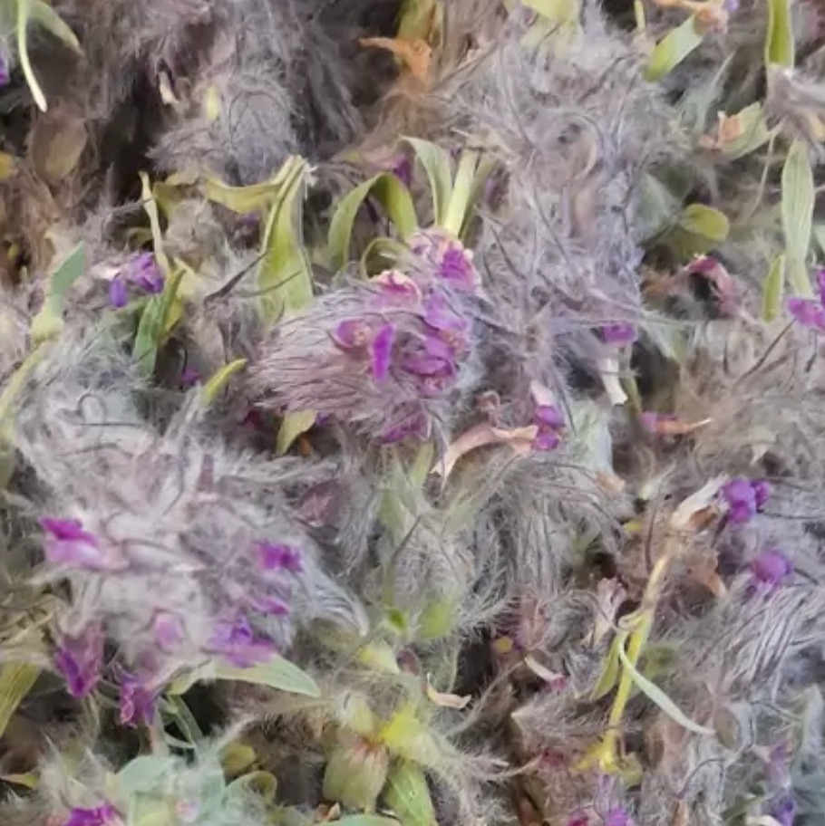 چای کوهی مراغه توهلوجه(100گرم)