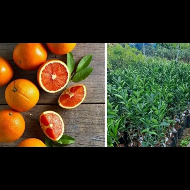 نهال پرتقال تامسون خونی پیوندی سایز بزرگ چهار ساله میوه دار (پس کرایه)