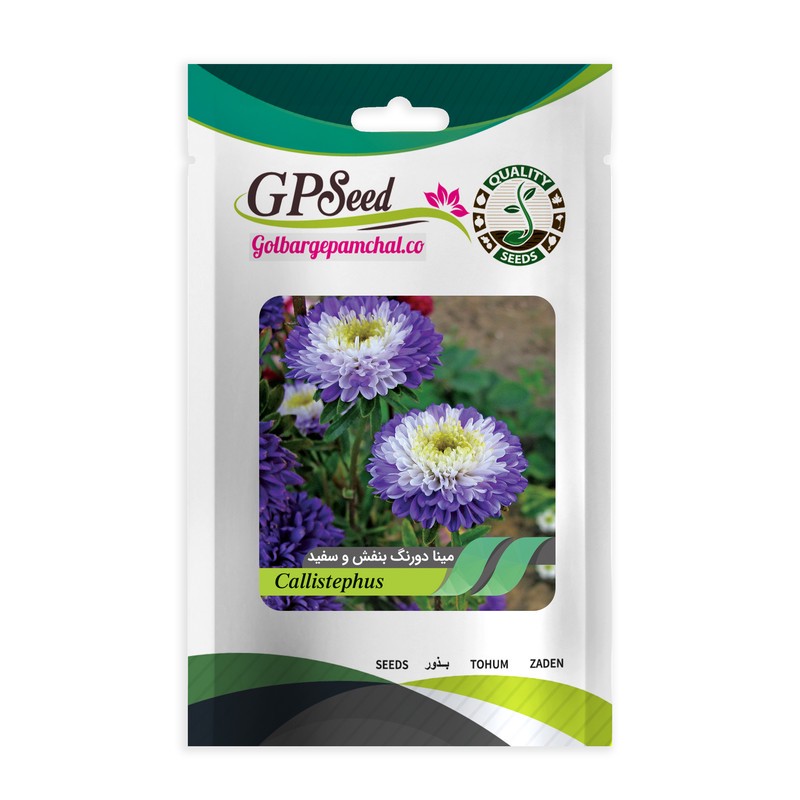 بذر گل مینا دورنگ بنفش و سفید گلبرگ پامچال کد GPF-342