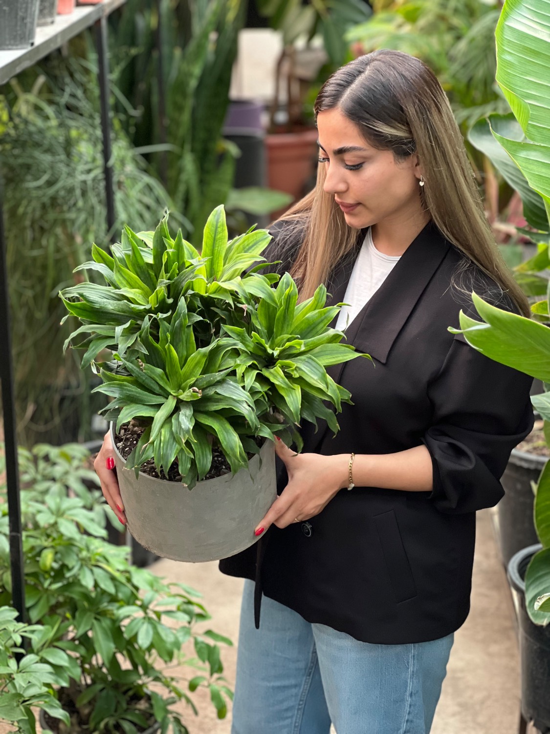 دراسینا کامپکت (برگ آناناسی)
