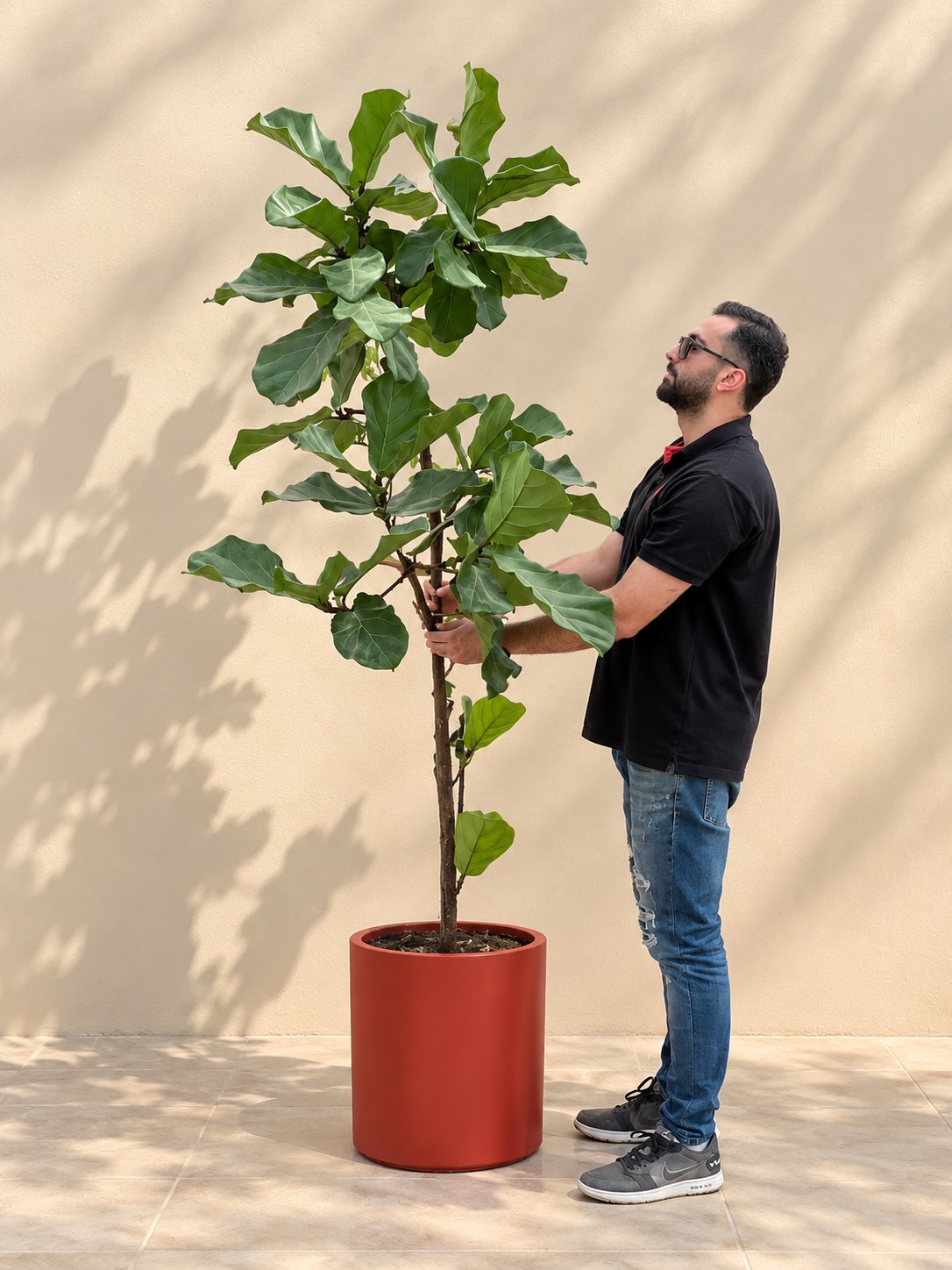 فیکوس لیراتا
