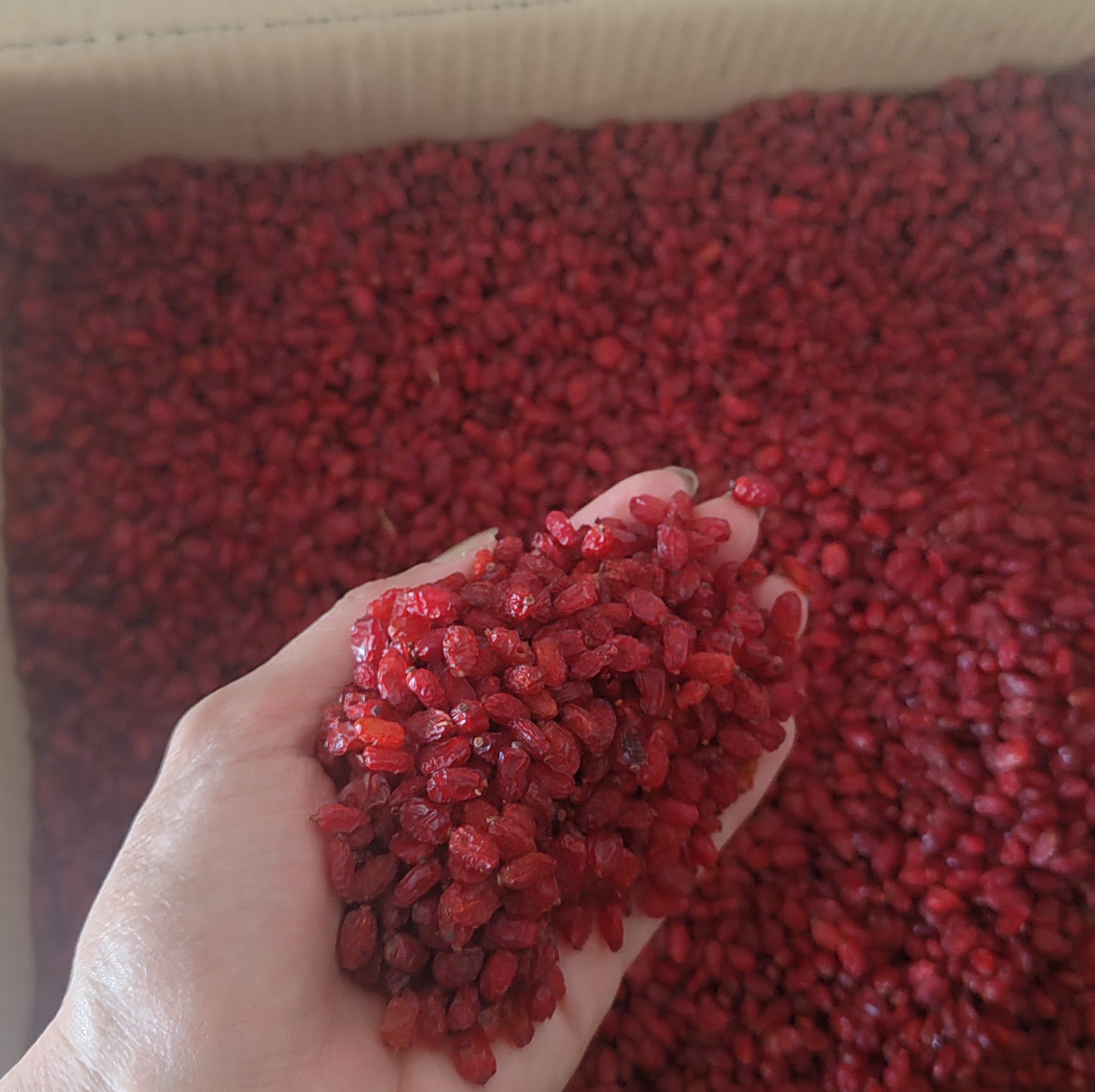 زرشک درجه یک اعلا محصولات باغات خراسان جنوبی