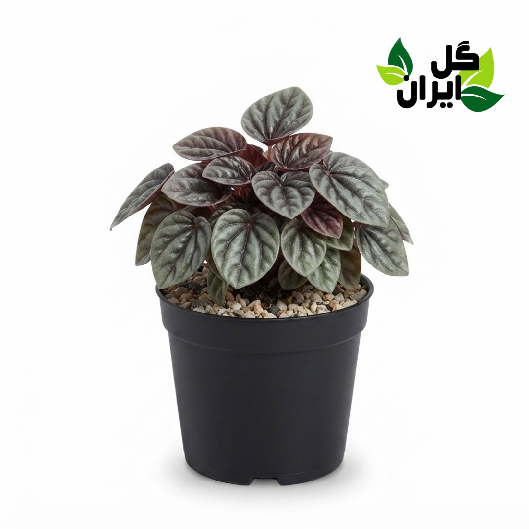 گیاه پپرومیا سبز (گلدان 14) 