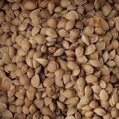 هسته زردآلو صد گرمی خوراکی 