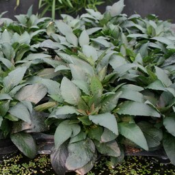 گیاه آکواریومی طبیعی هایگروفیلا اسپیشز مینی( سیبی پا کوتاه ) Hygrophila Species Mini