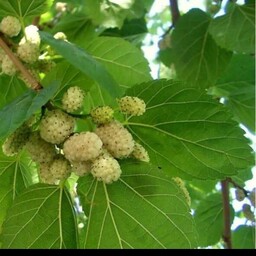 برگ خشک توت 50گرمی