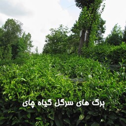 چای ایرانی سرگل لاهیجان 1403 شبکه طب  ( عمده و خرده)