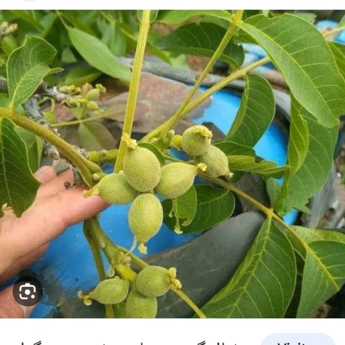 نهال گردو ژنوتیپ برتر تیپ 7(نایلکسی)