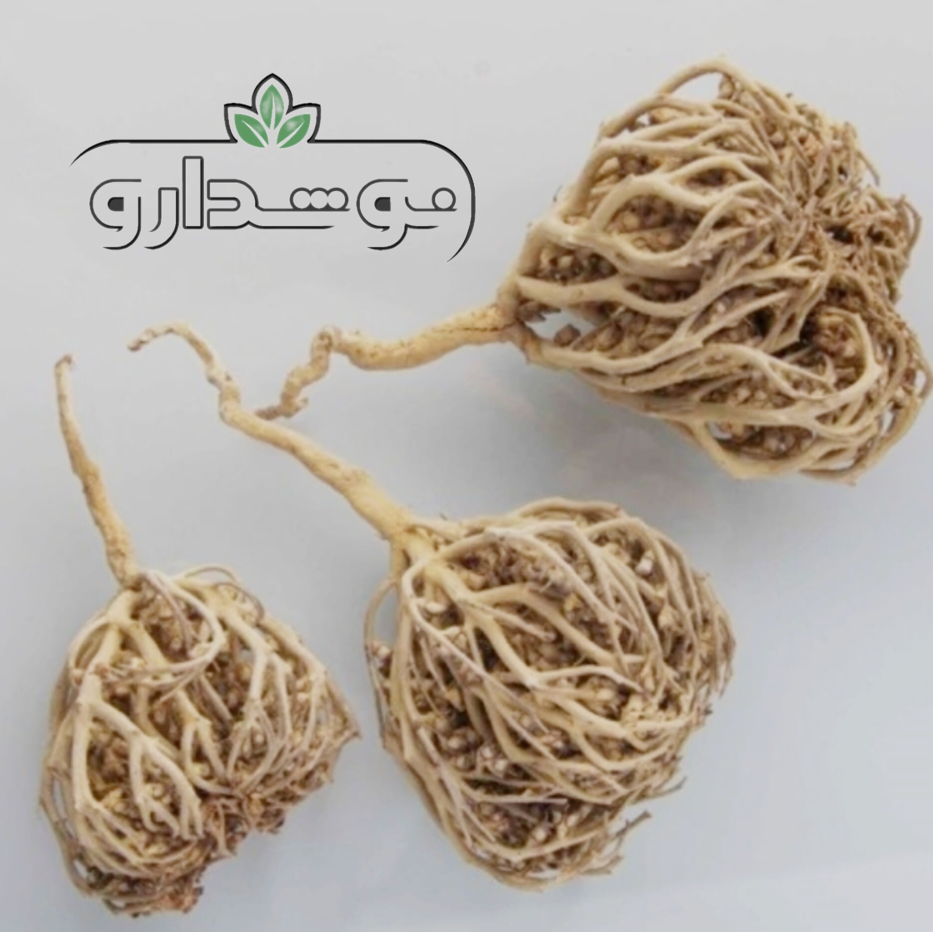 پنجه مریم (کف مریم) 100 گرمی (پسکرایه)