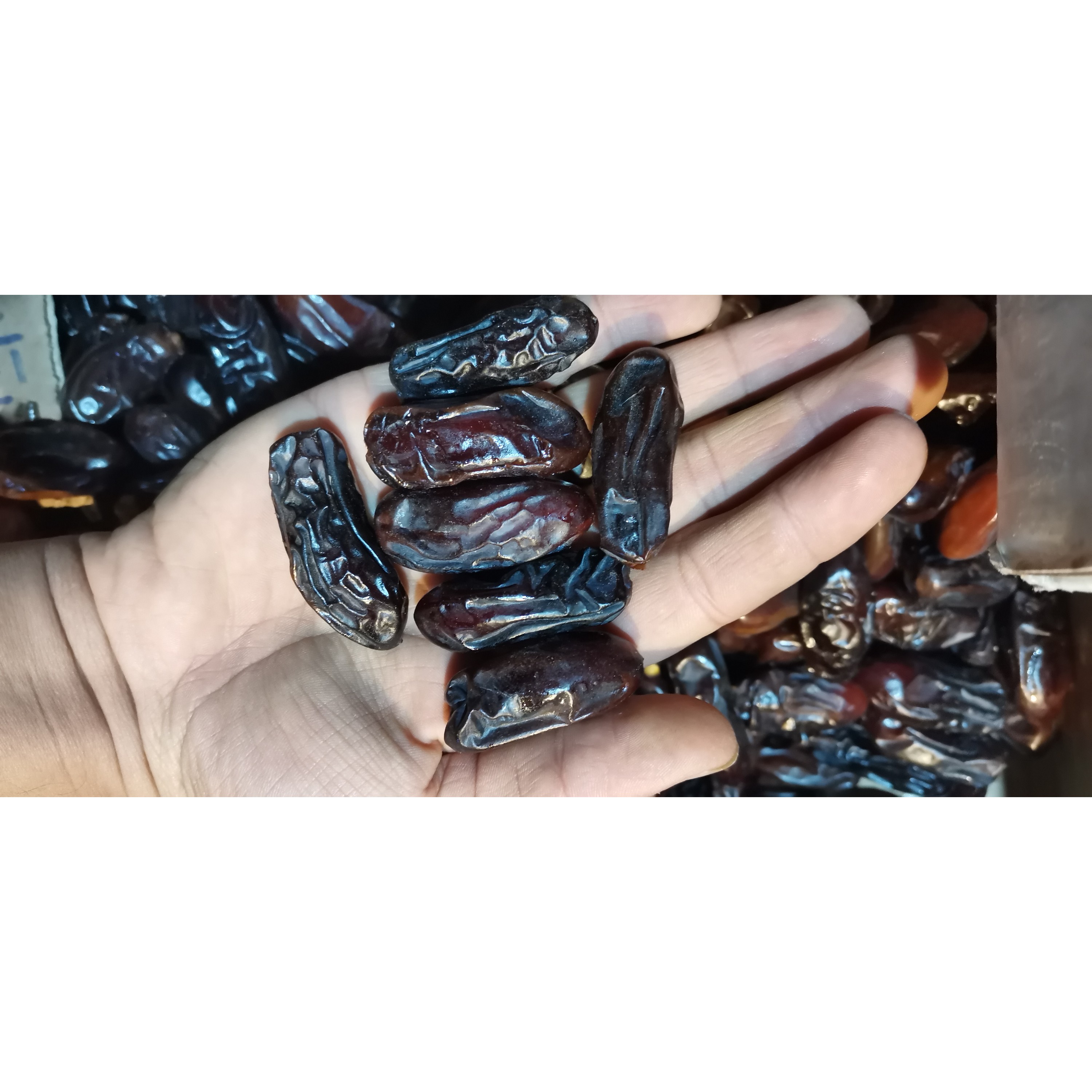 خرمای ربی ایرانشهری سوپر