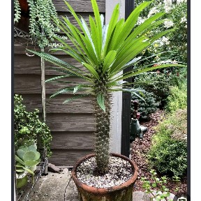 نخل ماداگاسکار Pachypodium lamerei