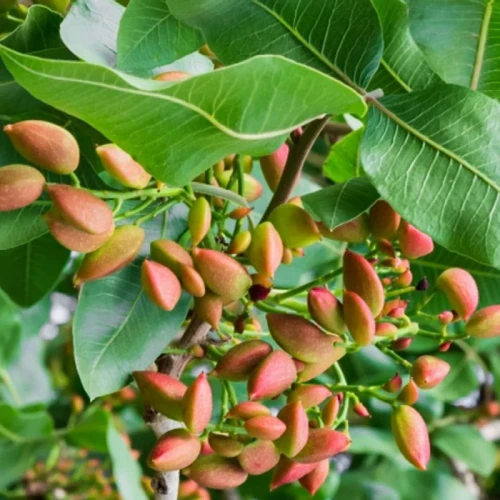 نهال پسته بذری دو ساله
