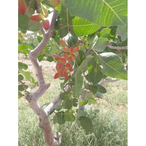 نهال پسته پیوندی