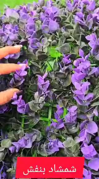 گرین وال شمشاد بنفش ابعاد 40در60 cm (دیوار سبز/گرینوال)(پس کرایه)