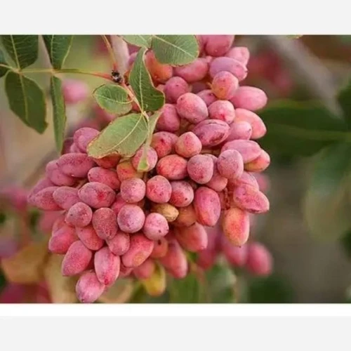 نهال پسته پیوندی ریشه پرس دوساله