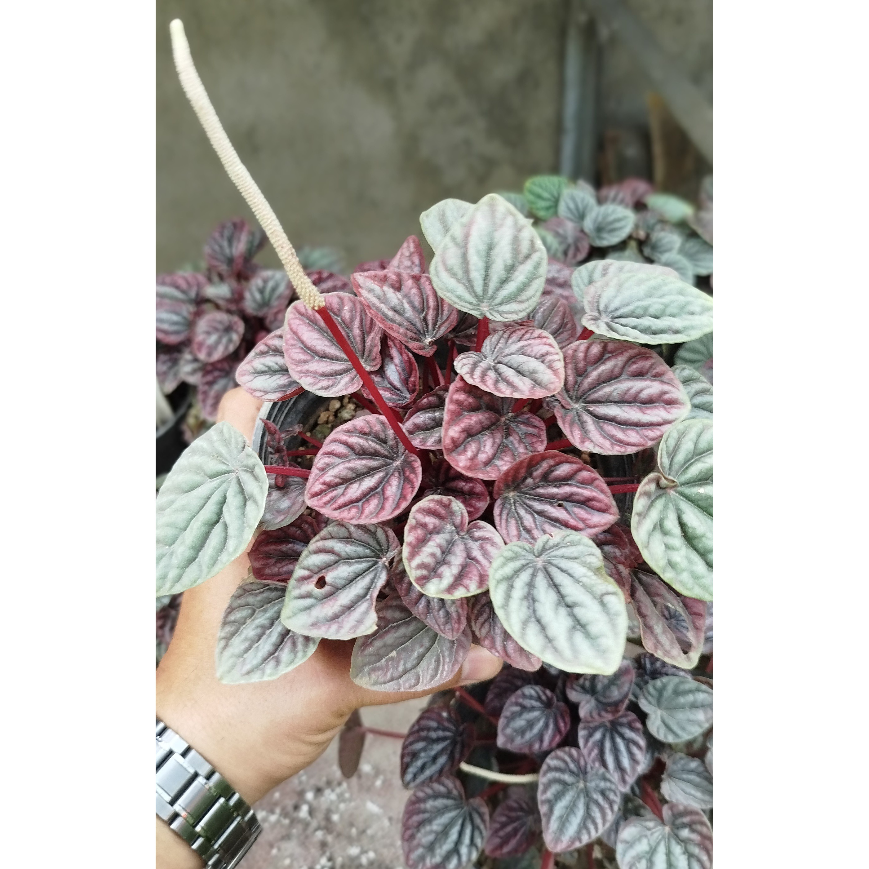 گیاه پیرومیا چروک قرمز (Peperomia Caperata) پیرومیا متالیک لوکس و مینیاتوری - گرین نفس