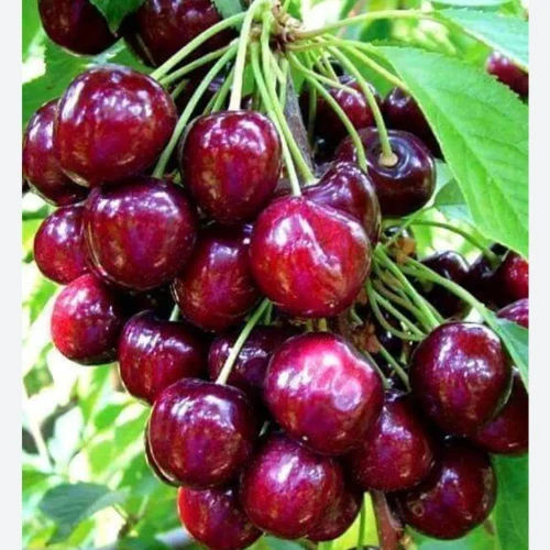 نهال آلبالو مجارستان نایلکسی