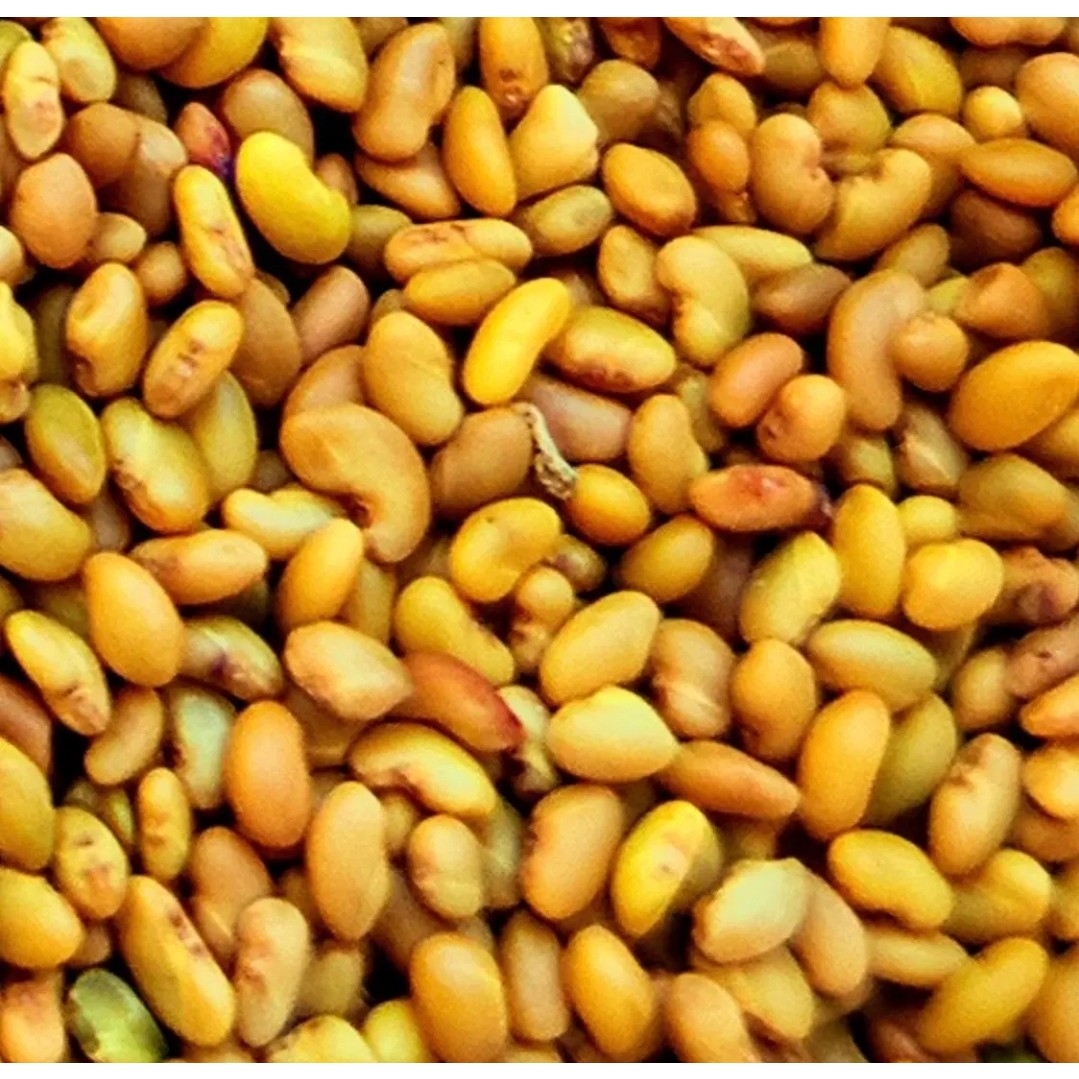 بذر یونجه یونجه (Alfalfa