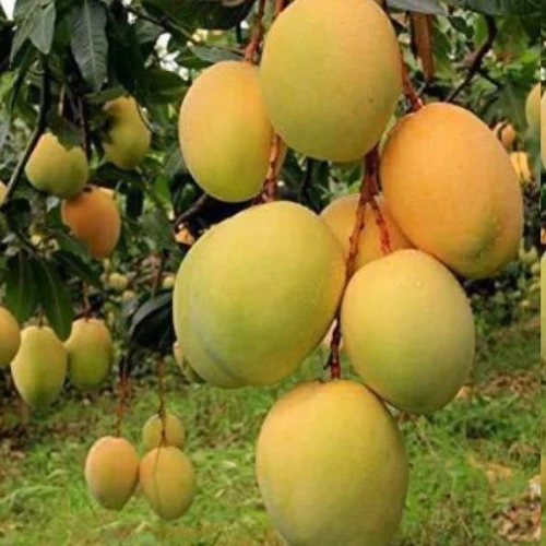 نهال انبه پاکستانی